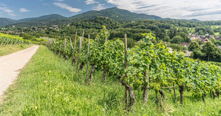 Blick auf Weinreben und Berge in Badenweiler