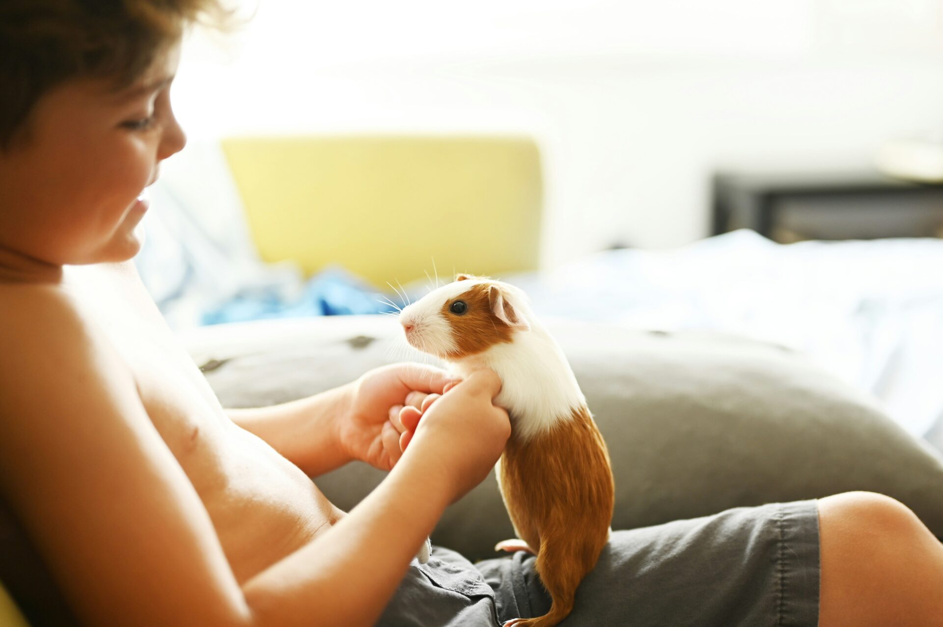 Kind hält ein Meerschweinchen auf dem Schoss