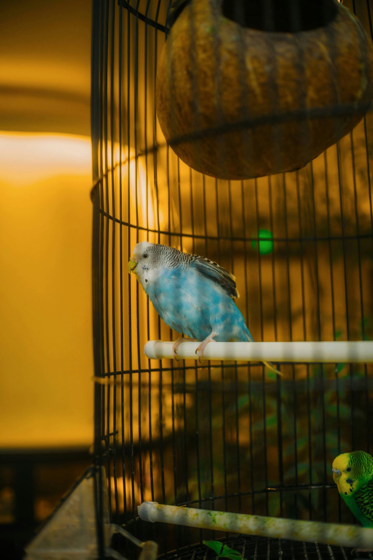 Zwei Wellensittiche in einem Vogelkäfig