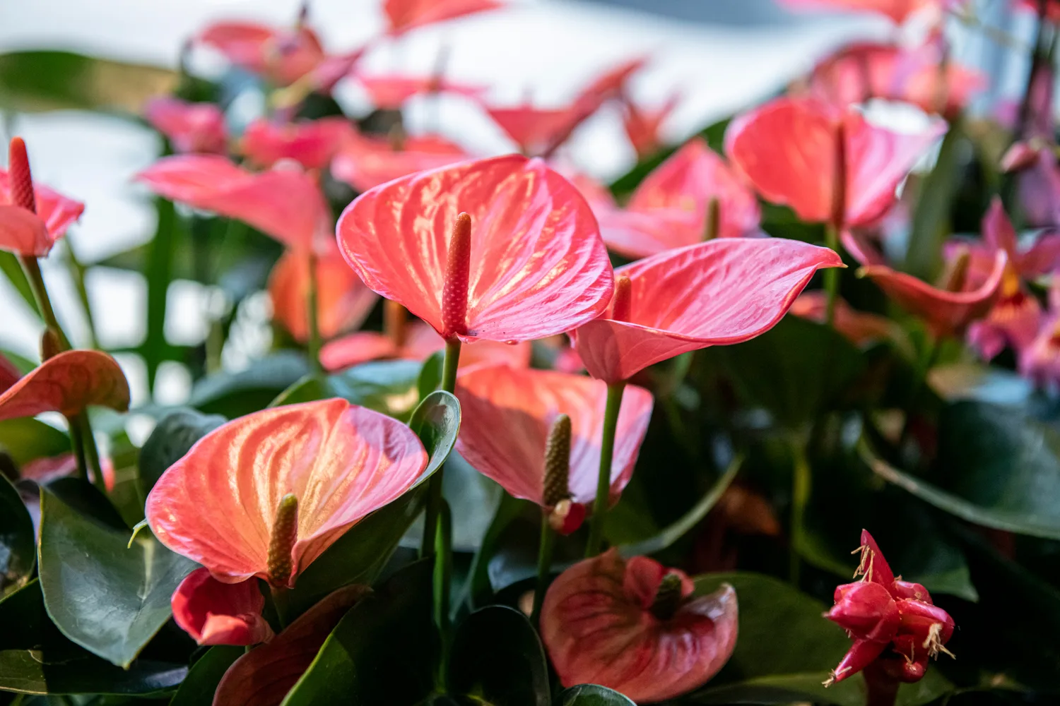 Rosa Anthurien als Beispiel für moderne und saisonale Hochzeitsfloristik